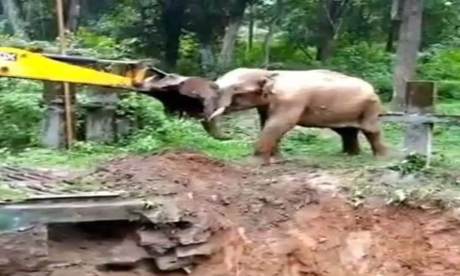 Its Viral! Bulldozer lifts elephant out of the pit; how innocently elephant thanks will melt your heart