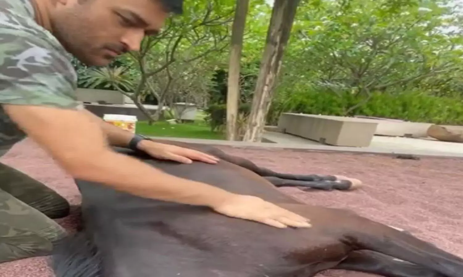 WATCH: MS Dhoni pampering his horse with a massage; will surely leave you with a big smile