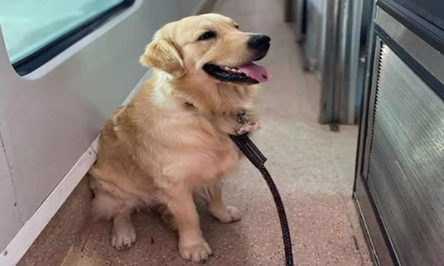 Golden retrievers first experience of train travel will leave you with a big smile!