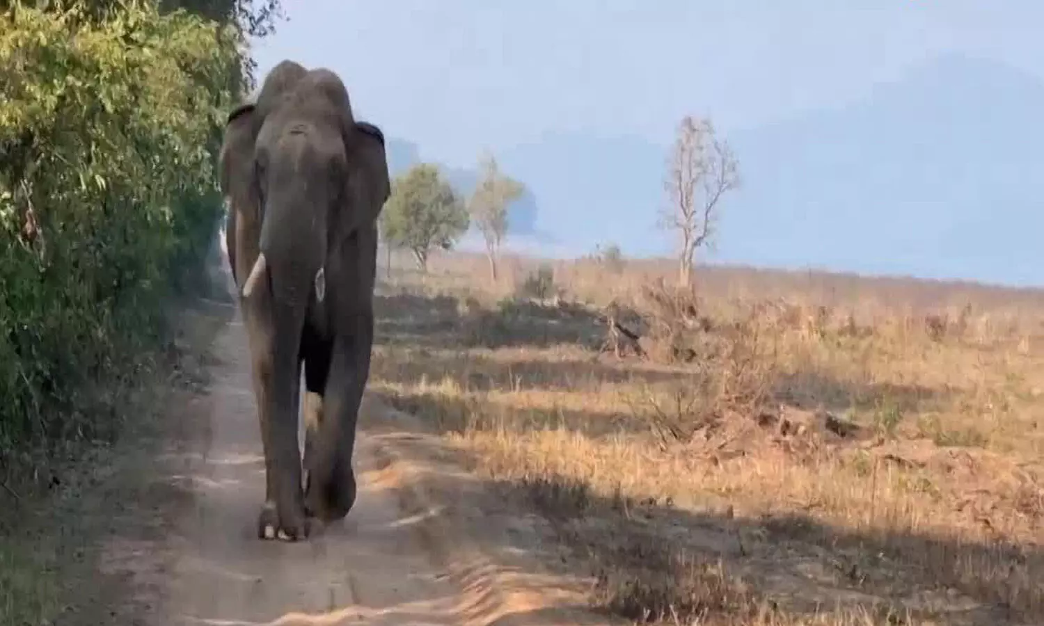Its Viral! People cant get enough of this elephants Ramp walk; Watch