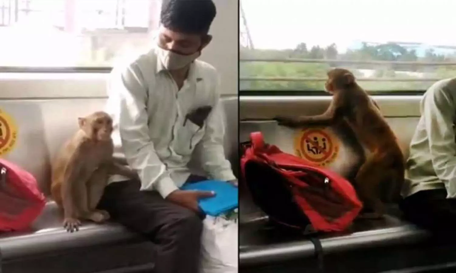 Monkey takes a ride in Delhi Metro