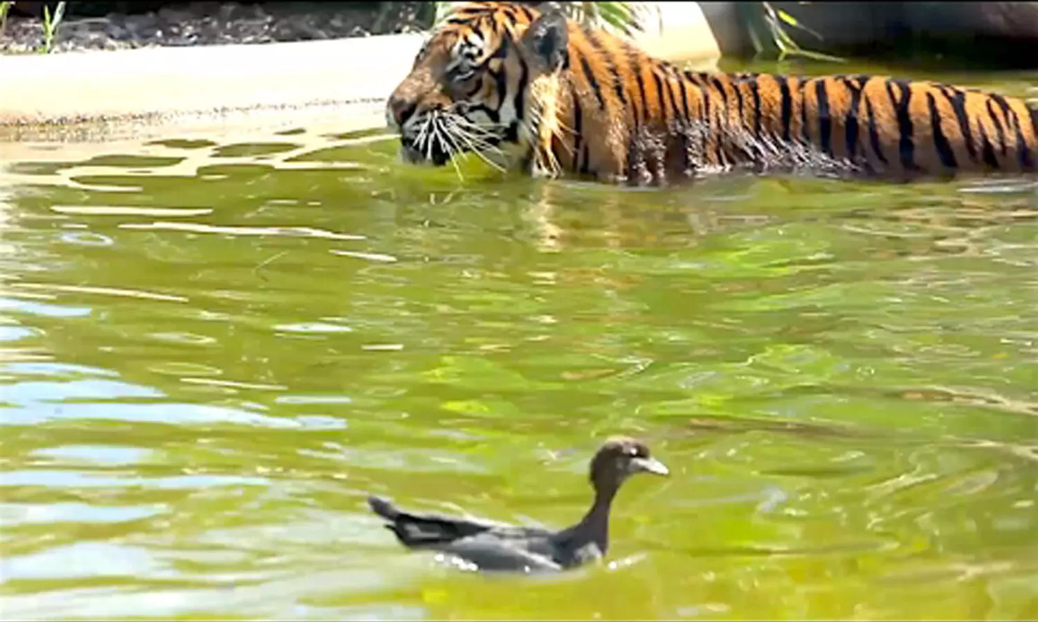 Duck tricks tiger & plays Hide n Seek; Anand Mahindra shares management tip via viral video