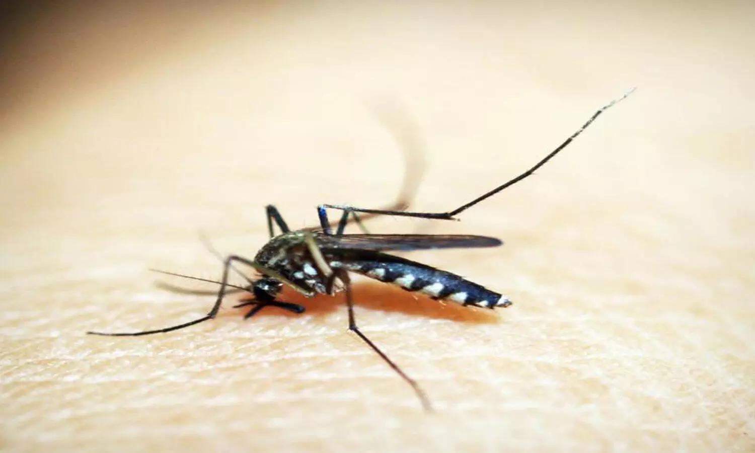 Zika Test Positivity Rate Follows Steady Decline In Uttar Pradesh