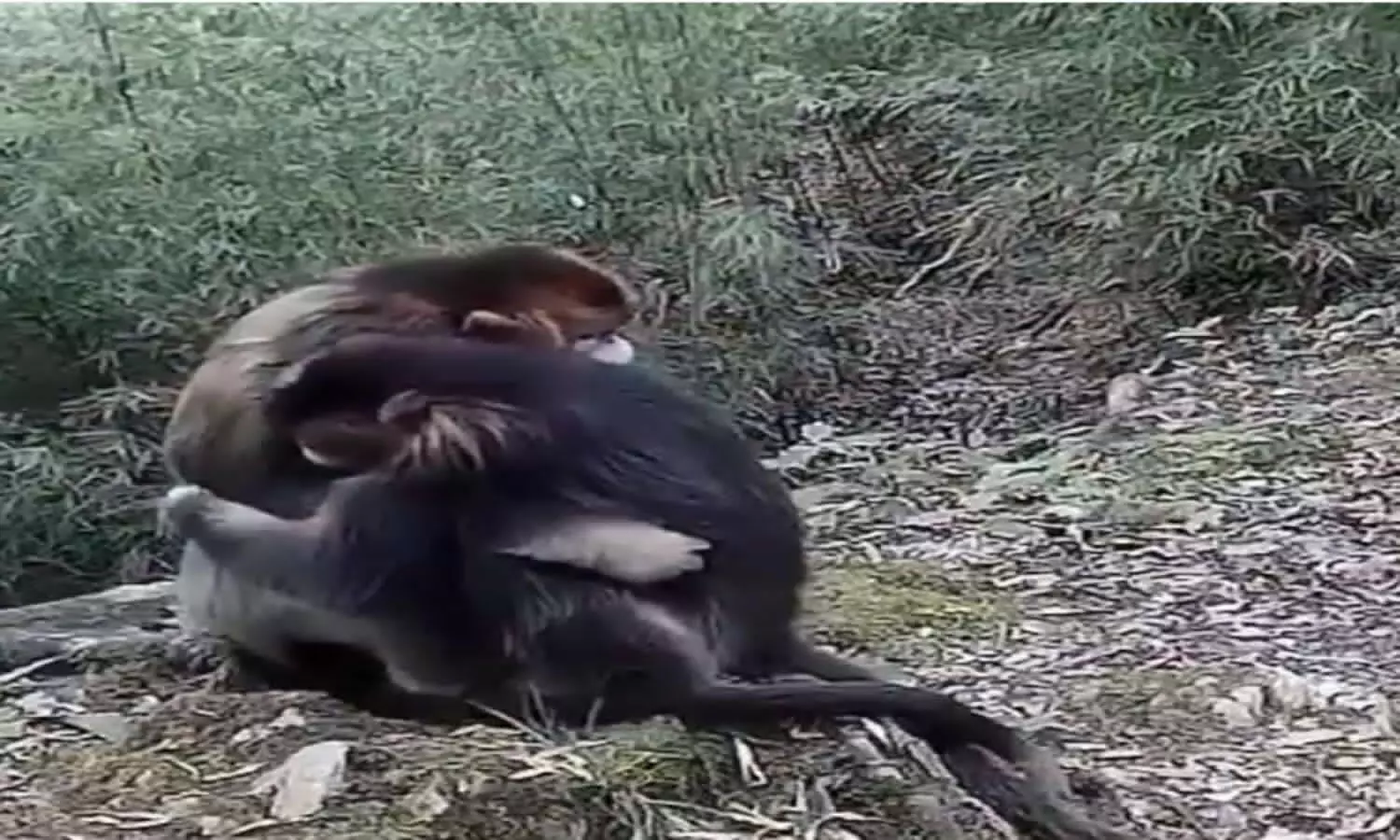 Two monkeys hug each other and leave netizens in awe; Video go viral