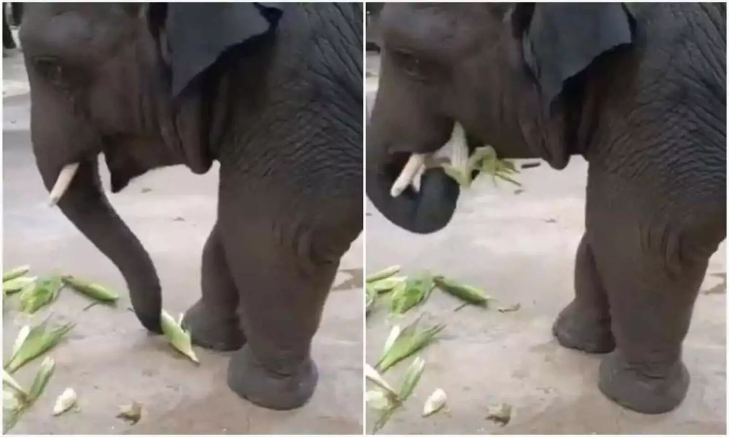 Elephant enjoys eating maize, leaves netizens amused; Video go viral