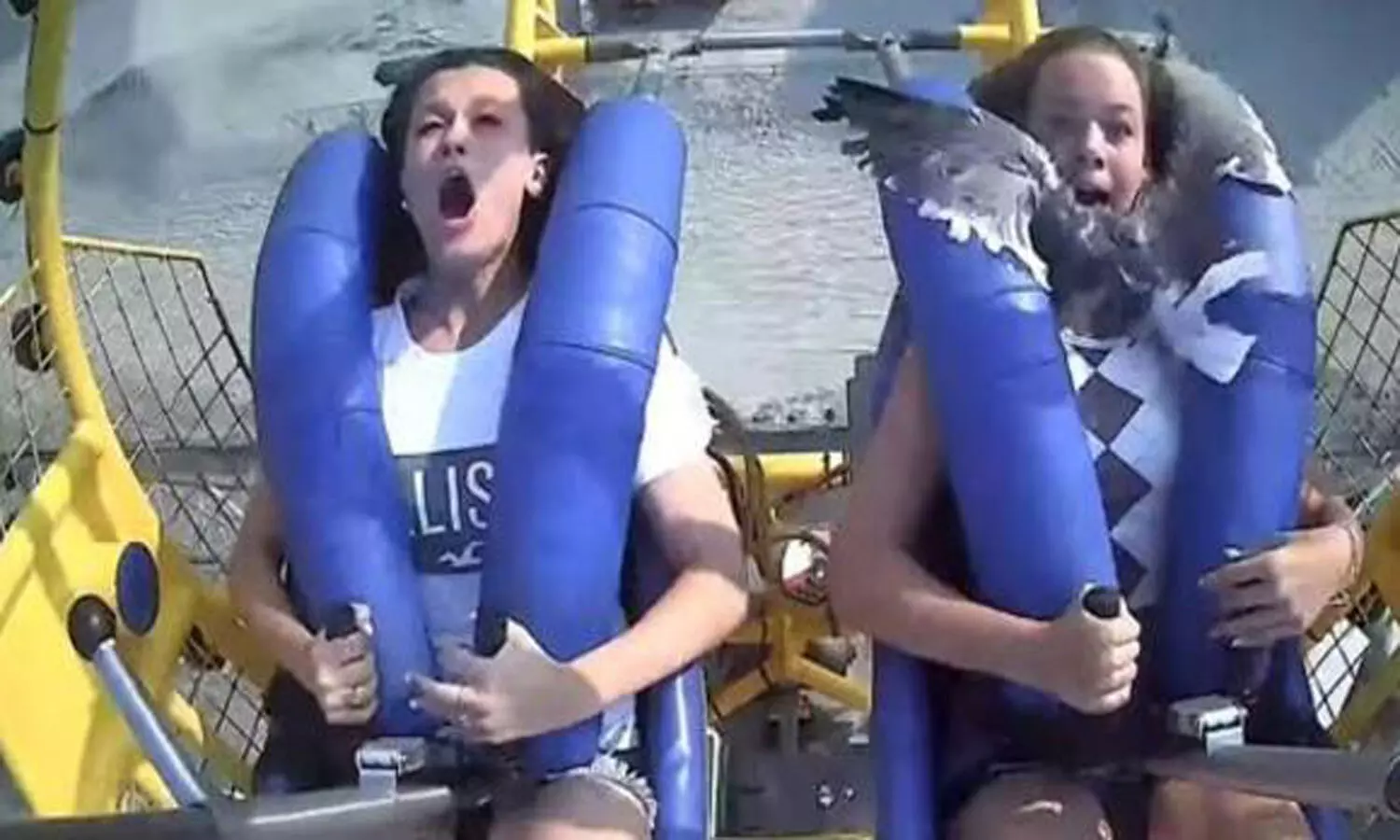WATCH: Teenage girl horrified as a seagull hits her during roller coaster ride