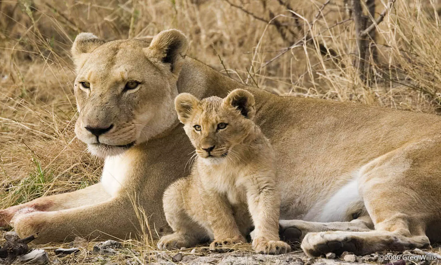 VIDEO: Lioness playing with her cub wins hearts; Netizens call them Cute