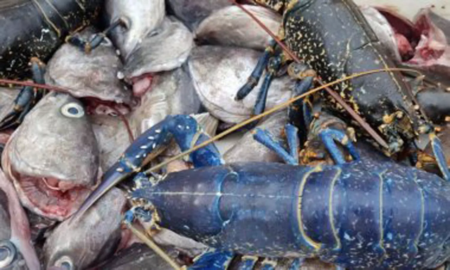 One in a million: Fisherman finds blue lobster, shares pics; Images go viral