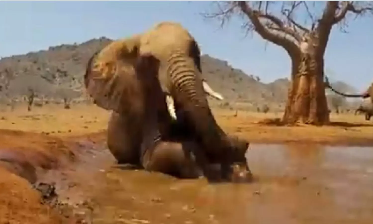Elephant playing in a pool of mud
