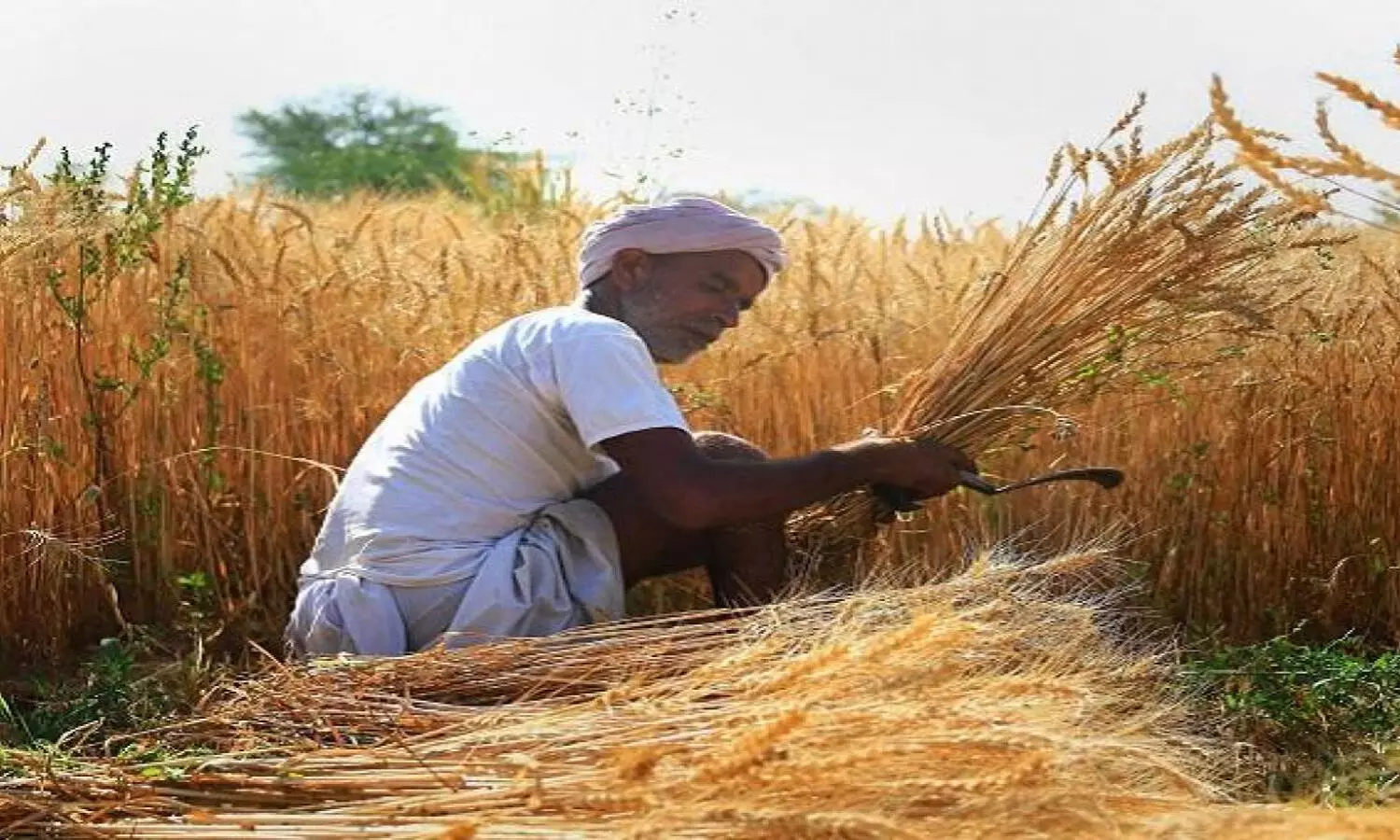 UP Government purchases 6853 MT of Paddy from farmers