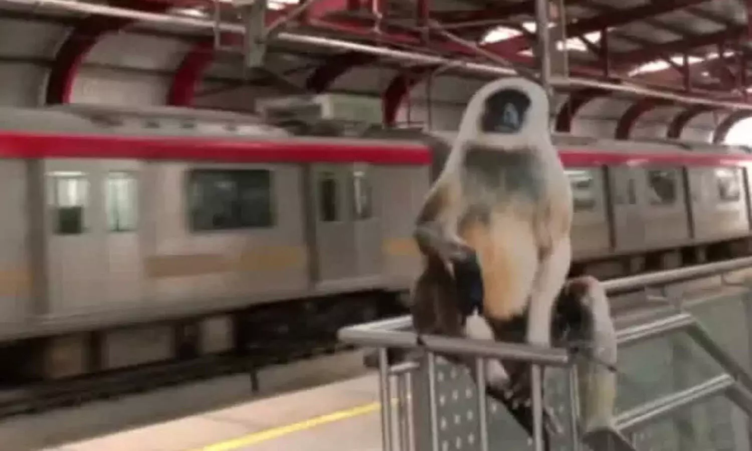 Monkey Menace wreaks havoc in Lucknow. To combat, UP govt installs Langur cutouts at 9 metro stations