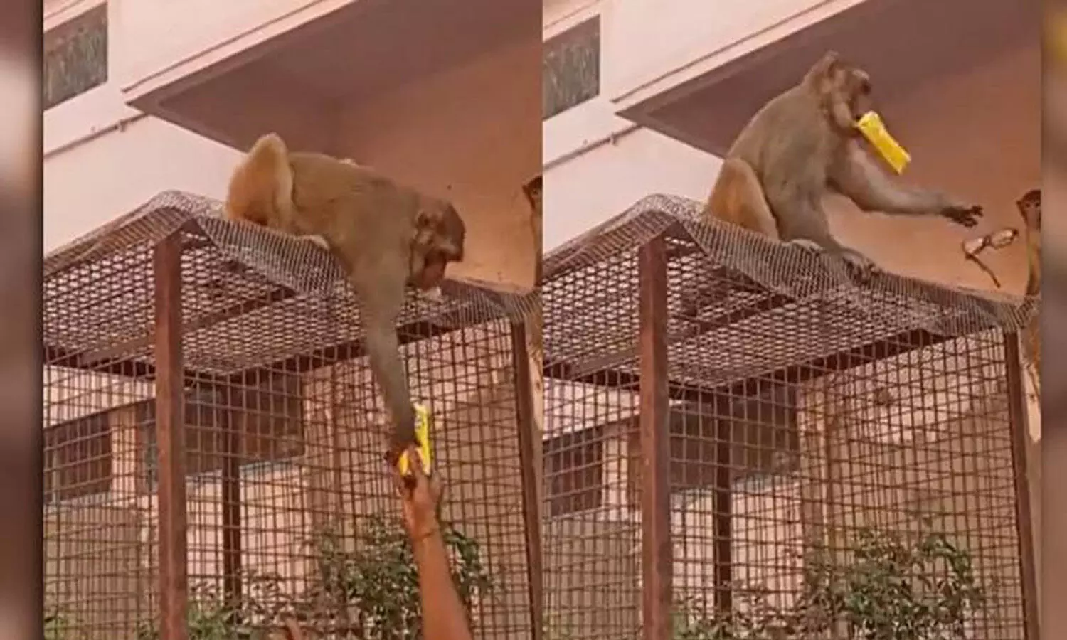 Monkey returns mans glasses after getting a juice; Video goes viral