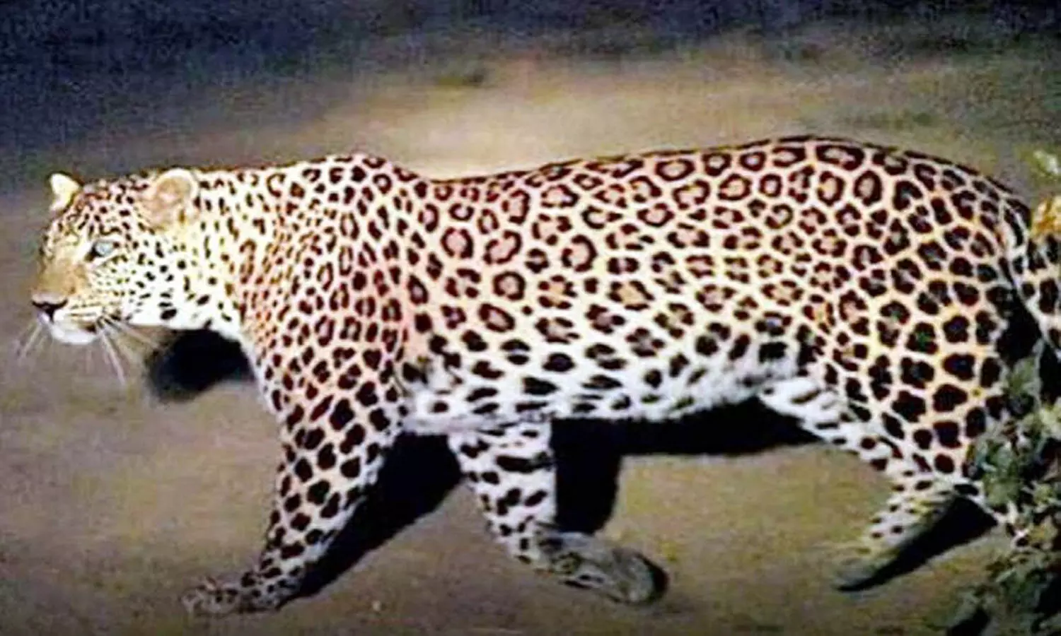 Panic in UP: Leopard creates a stir in residential area of Lucknow; injures seven