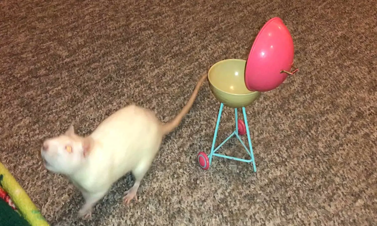 Little white rat learns to place a ball inside toy barbeque; video leaves everyone in splits