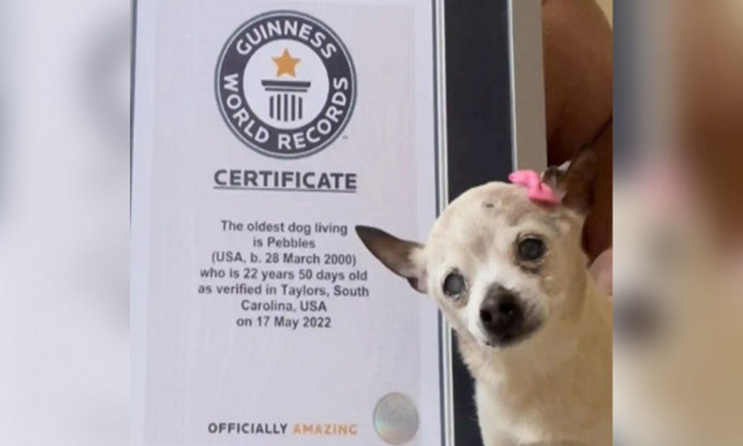 Meet the world's 'oldest dog living' a 22yearold Toy Fox Terrier named Pebbles