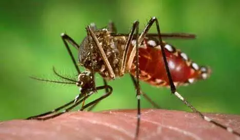 Delhi reports over 1000 dengue cases in Nov, total tally crosses 3000 mark