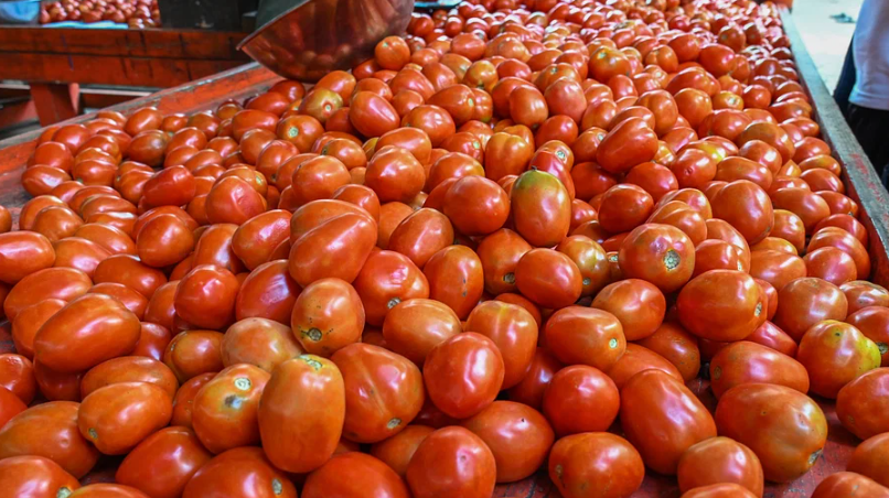 Tomato prices crash dashing hopes of farmers