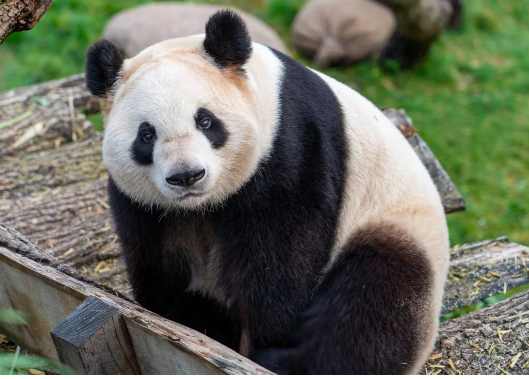 No Pandas in USA in near future, All to be sent back to China