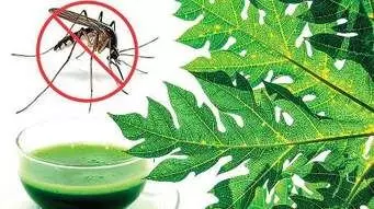 Are you taking coconut water, papaya leaf juice and goat milk in dengue? Know how to take them