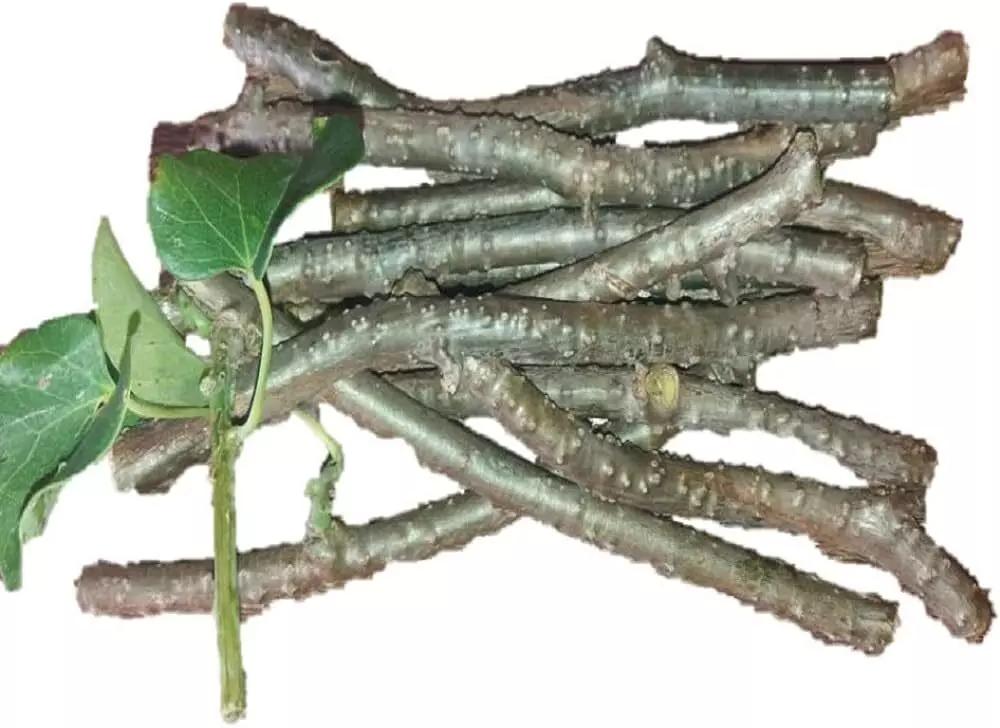This herb, which looks like a stick or stalk, is magical for health