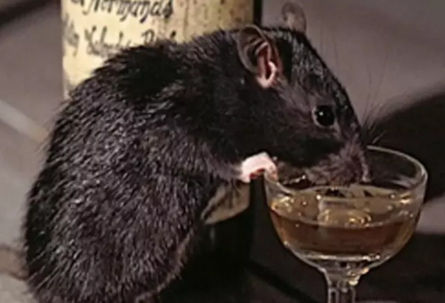 Rat terror in Chhindwara- They drink  liquor seized in police station and consume ganja