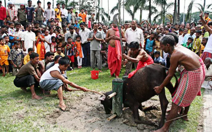 Ban on animal sacrifice in Hangeshwari Kali temple of West Bengal on Diwali