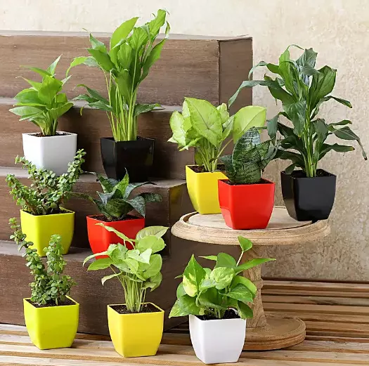 Make your house pollution free with these six plants