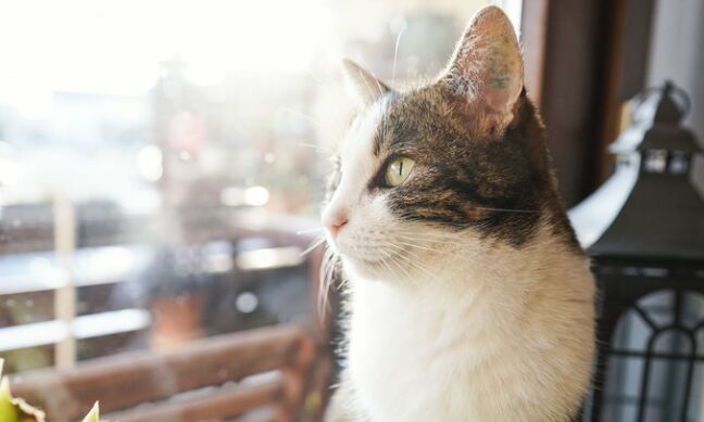 Cat saves man from jail in Russia