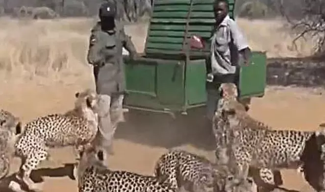 Most dangerous job in the world, video of two people feeding leopards goes viral