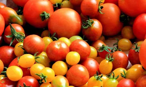 Now Gene-Edited Tomato Which Smells Like Popcorn Now Gene-Edited Tomato Which Smells Like Popcorn