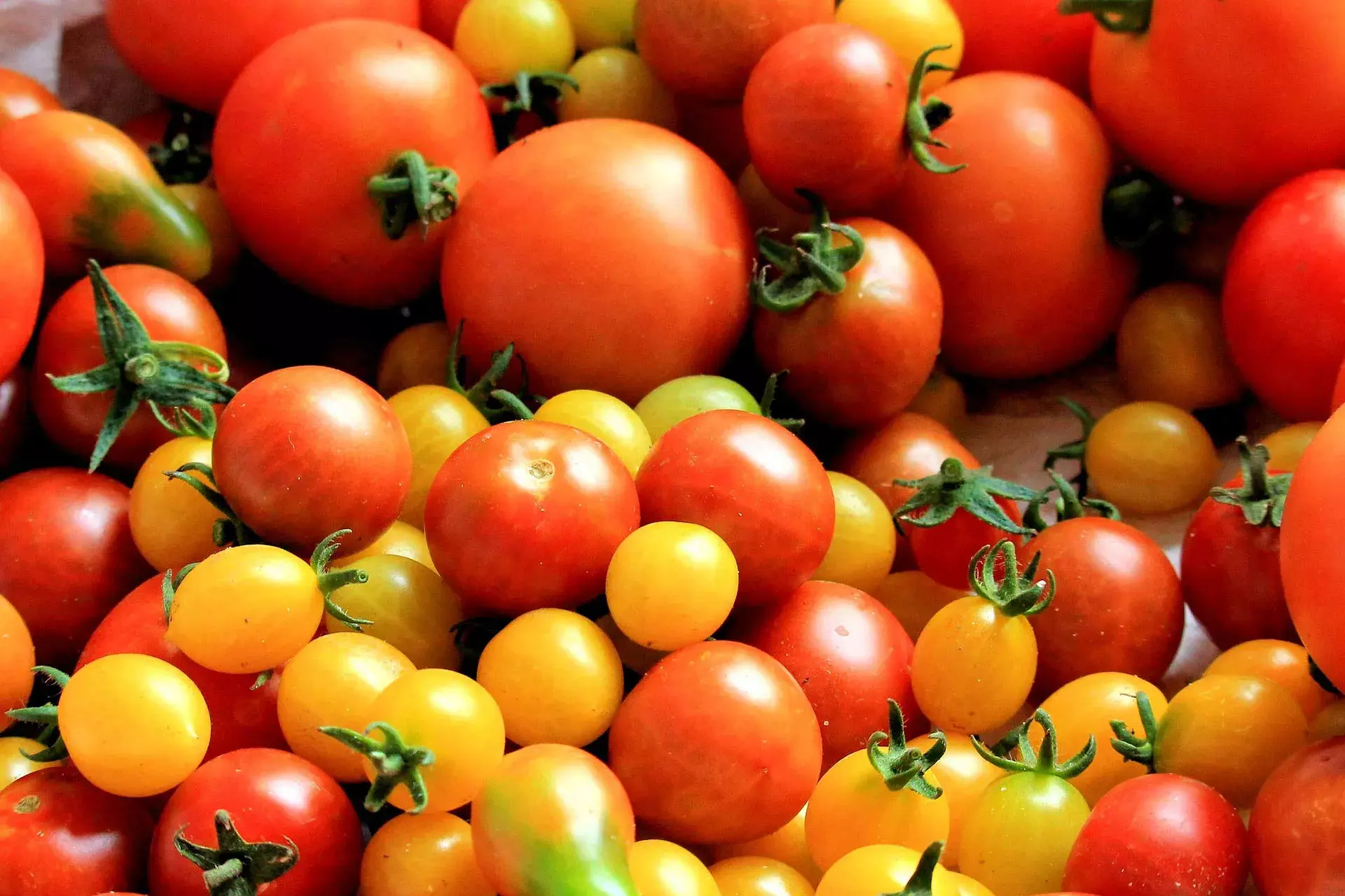 Now Gene-Edited Tomato Which Smells Like Popcorn