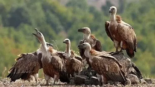 Vultures will be counted in February-April, MP was declared vulture state in 2022