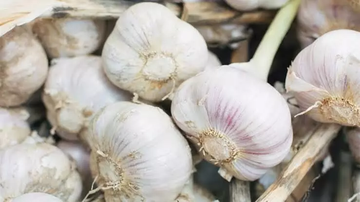Garlic prices hit ₹400/kg: Why have prices of spice doubled over last few days?
