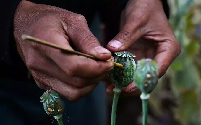 Myanmar becomes largest producer of opium leaving Afghanistan behind