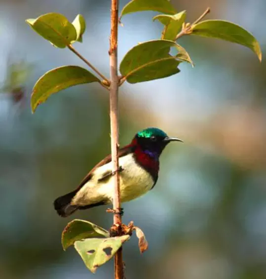 New bird species found in SGNP