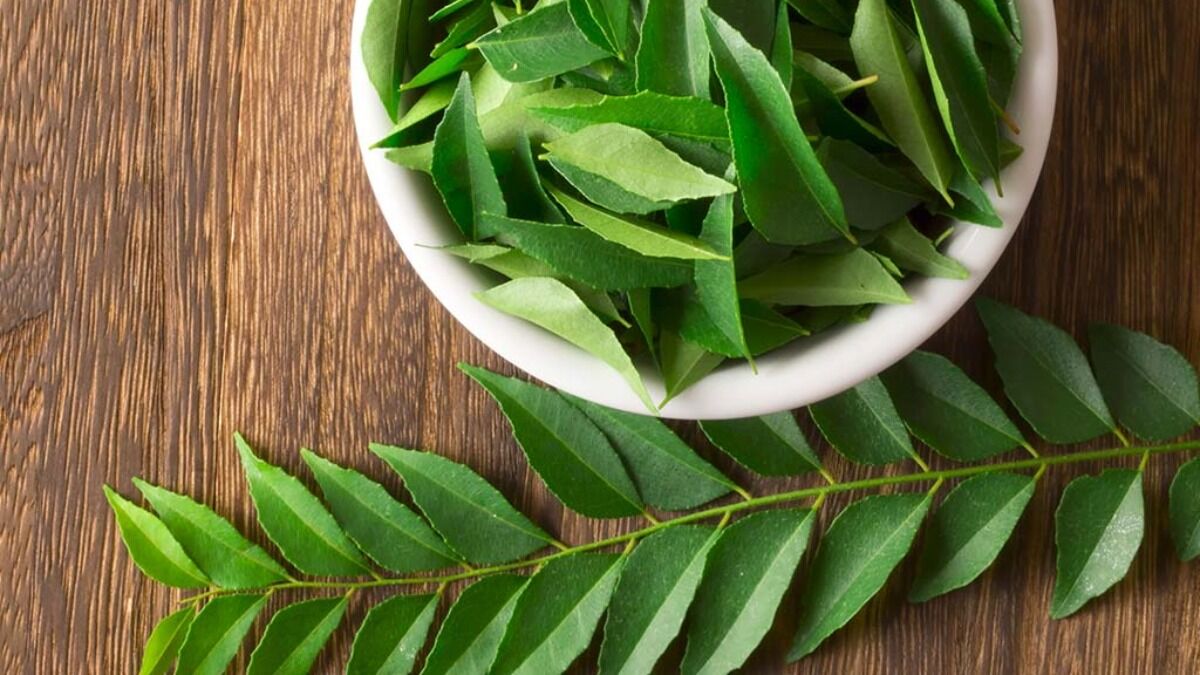 Weight Loss Basil or curry leaves know which is more beneficial