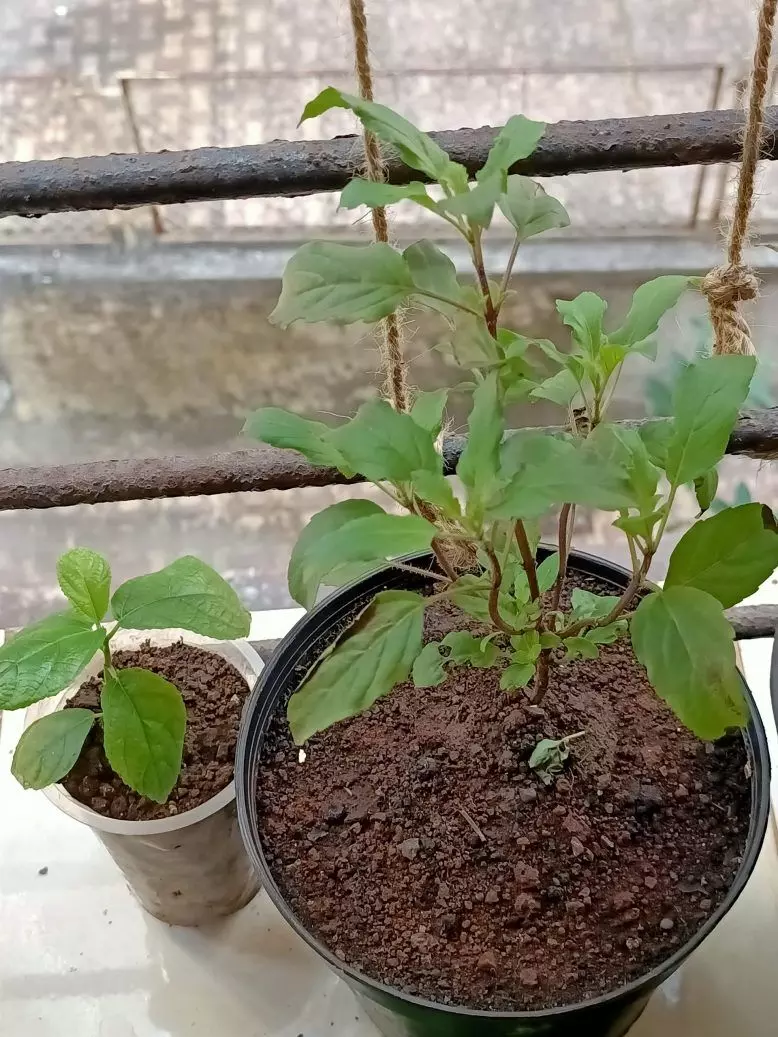 Important things to know before planting Tulsi plant at home