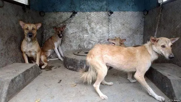 Witnessing Animal Cruelty? Heres How You Can Help in India