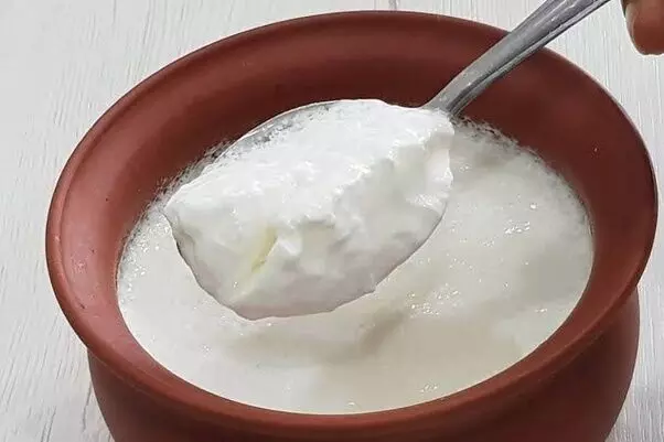 Eating curd daily can have many health benefits, include it in your diet too