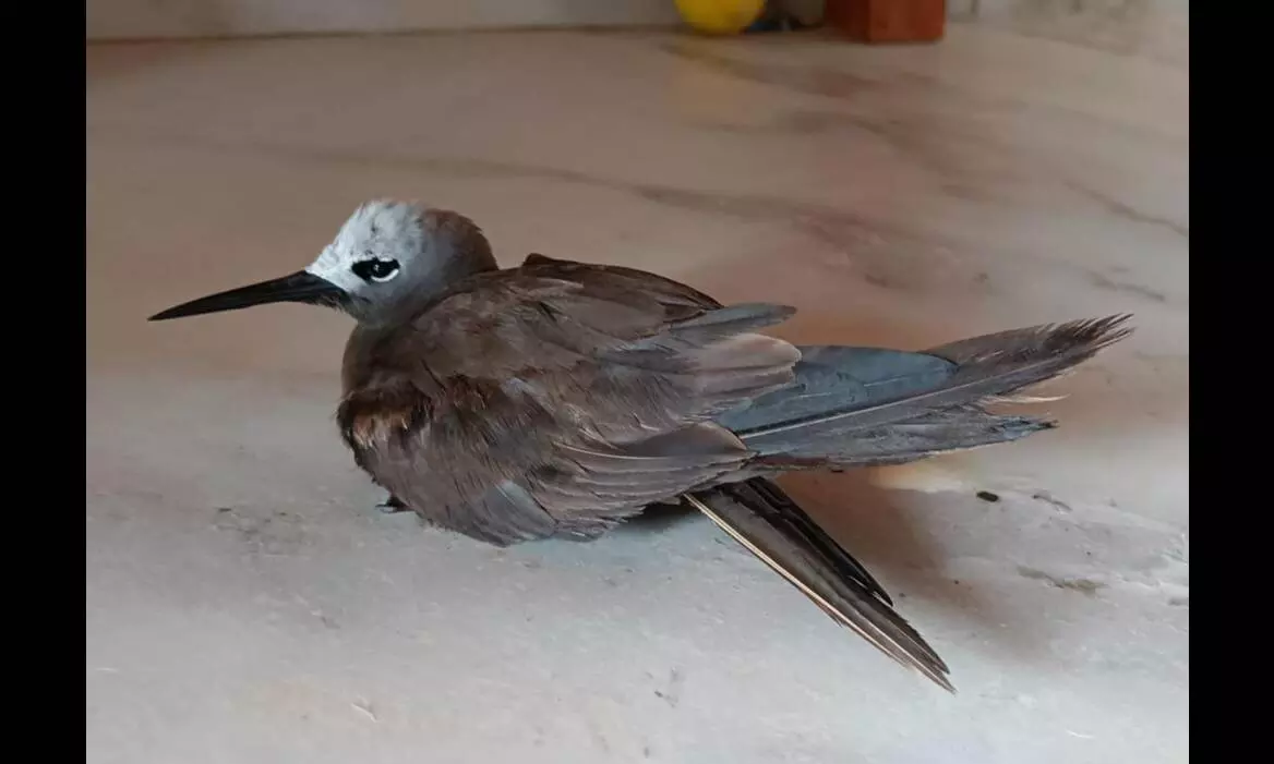 Rare sea bird spotted in Navi Mumbai, dies