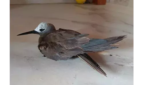 Rare sea bird spotted in Navi Mumbai, dies Rare sea bird spotted in Navi Mumbai, dies