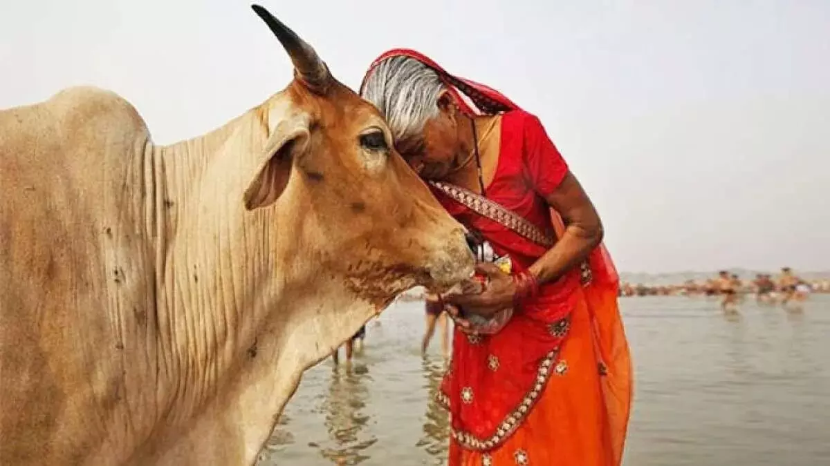 Desi cow declared Rajya Mata in Maharashtra, big decision of Shinde government before elections