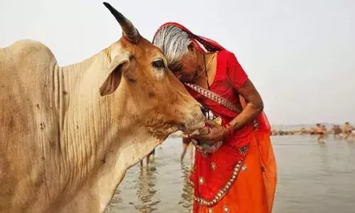 Desi cow declared Rajya Mata in Maharashtra, big decision of Shinde government before elections Desi cow declared Rajya Mata in Maharashtra, big decision of Shinde government before elections