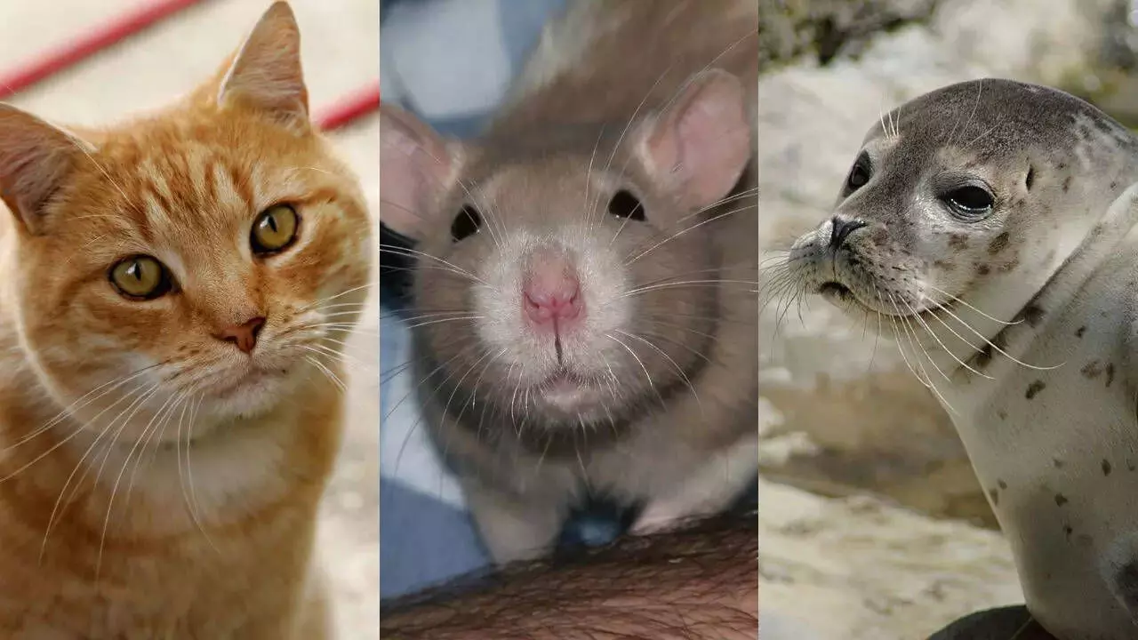 Animals with the Best Sense of Direction