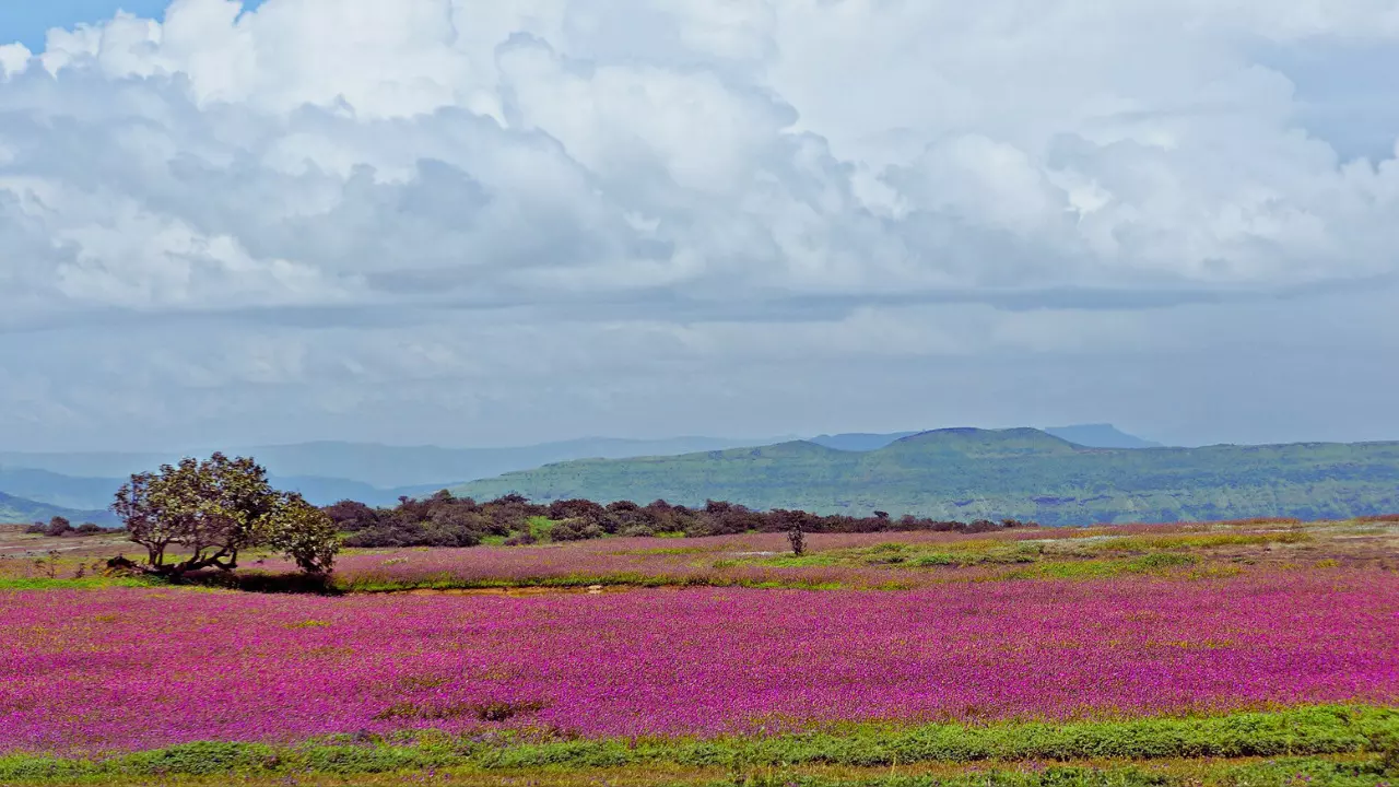 Satara and Kaas Plateau
