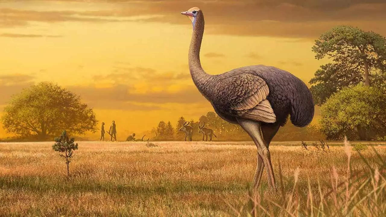 Ostrich