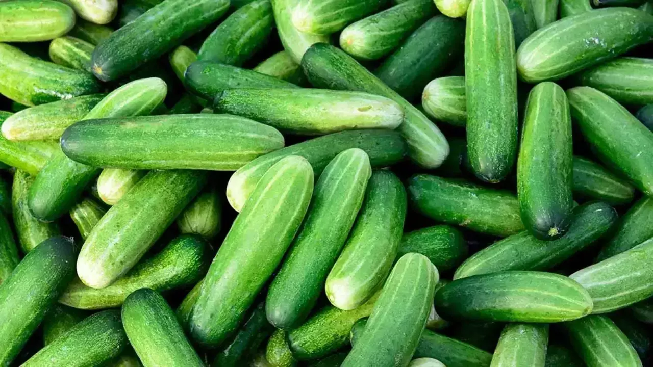 Avoid Eating Cucumber at Night – It May Harm Your Health