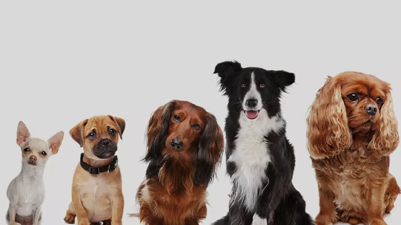 Dog Food Recipes: Healthy and Tasty Meals Your Dog Will Love