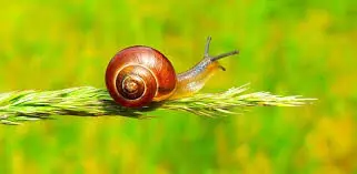 Low Investment, High Returns: How Snail Farming Can Be Your Next Profitable Emerging Business