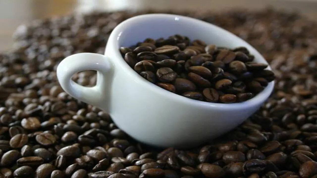 This Rare Coffee Is Made from Civet Cat and Elephant Dung – The Price Will Leave You Stunned